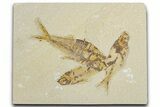 Plate of Three Fossil Fish (Knightia & Diplomystus) - Wyoming #354037-1